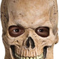 Crypt Skull Mask